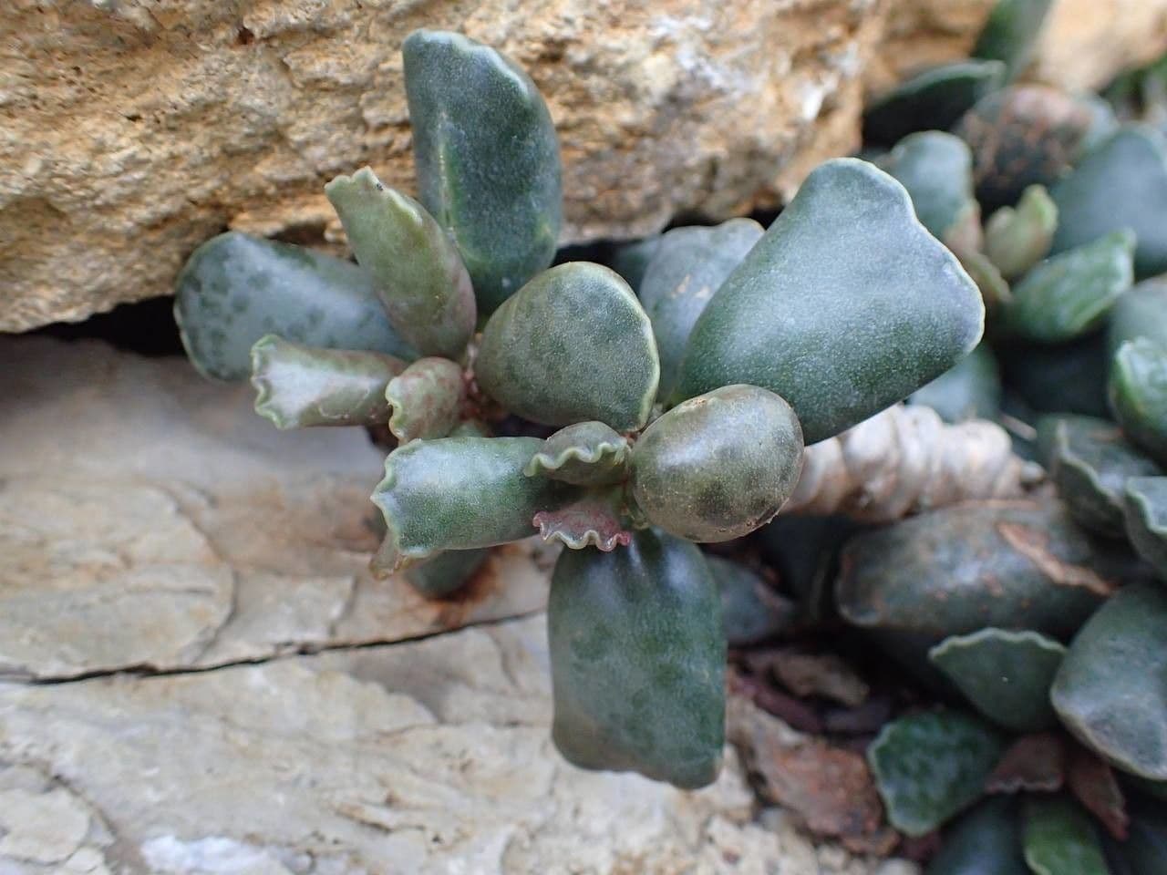 Adromischus 10