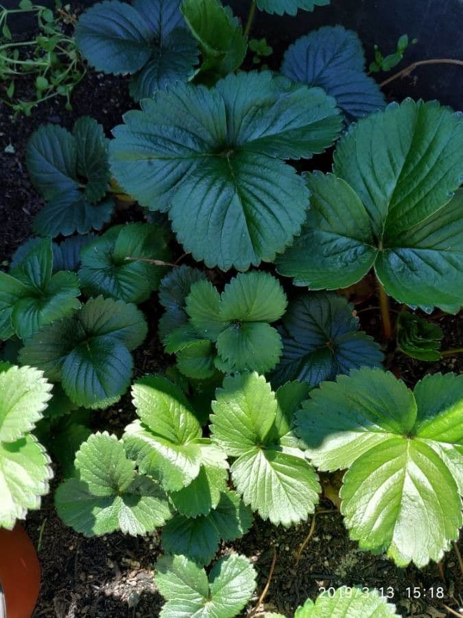 Alpine strawberry 21