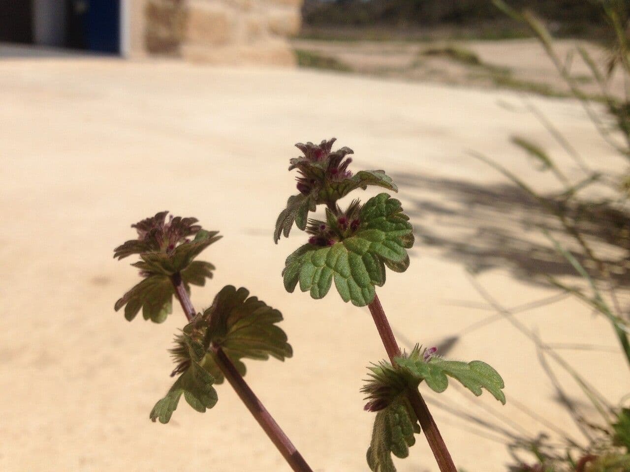 Henbit 17