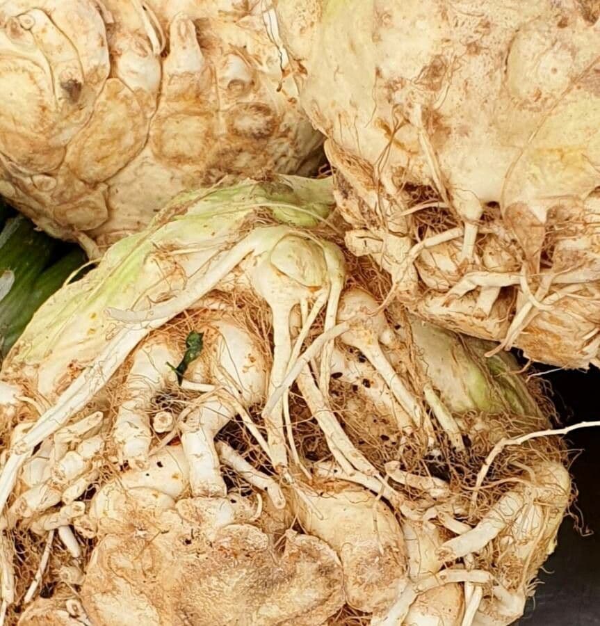 Celery 28
