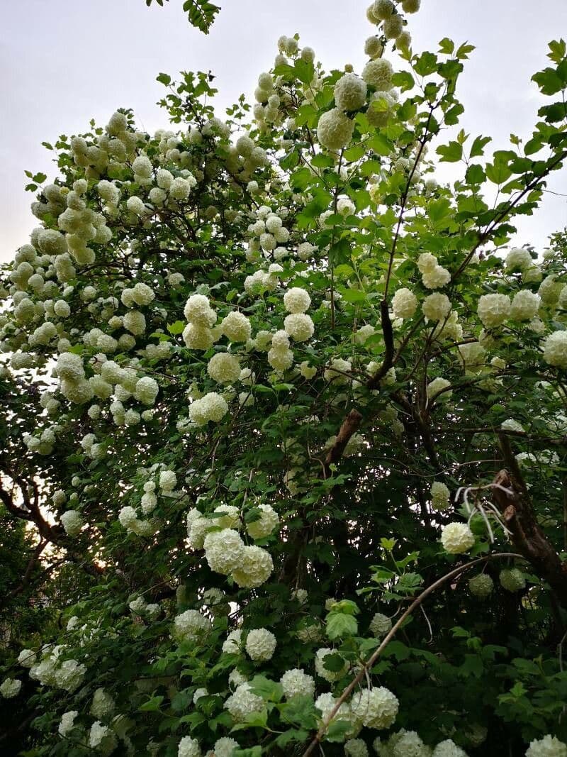 Chinese snowball 9