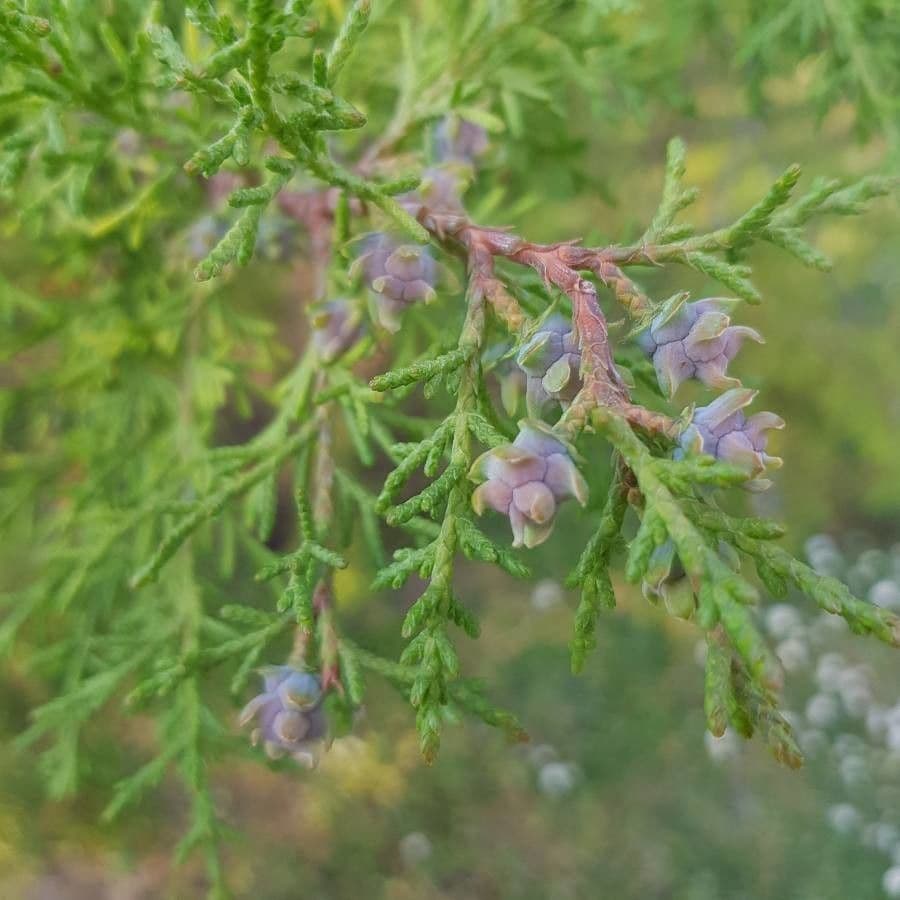 Mexican Cypress 6