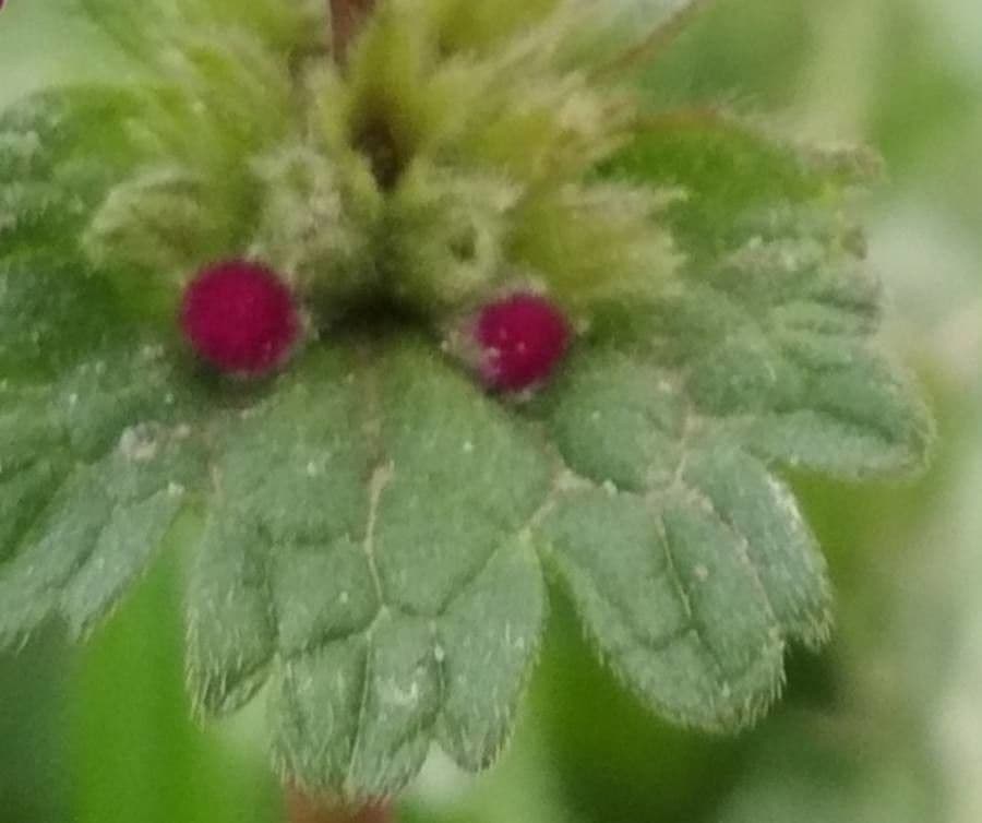 Henbit 4