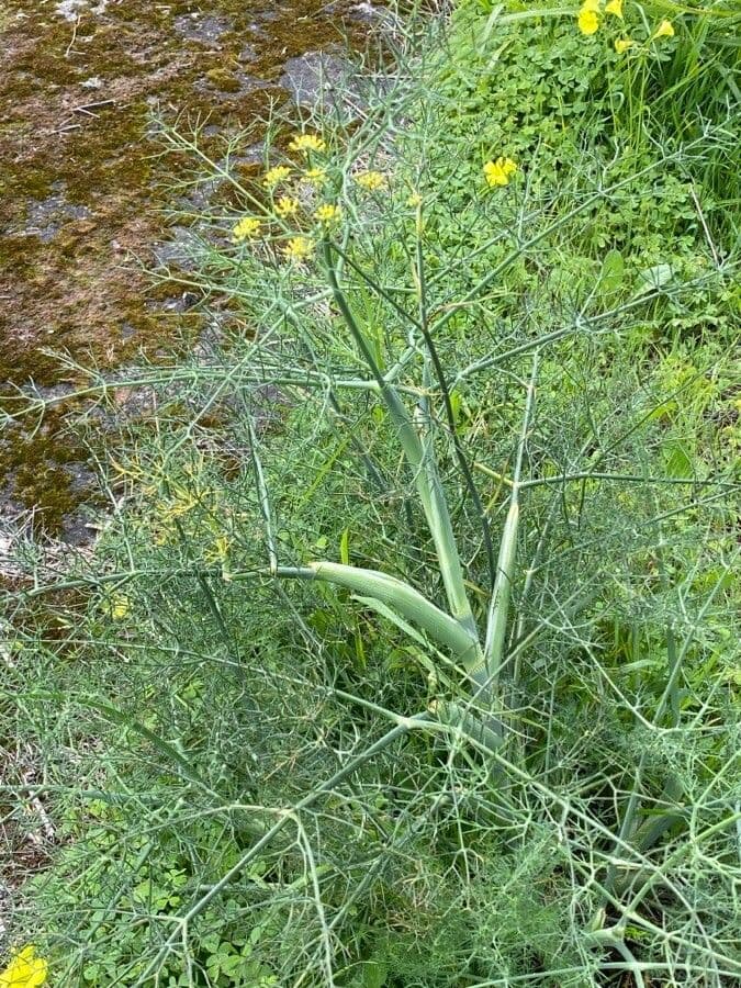 Fennel 11