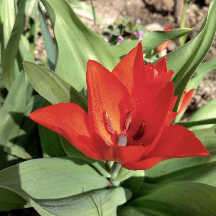 Tulip 9