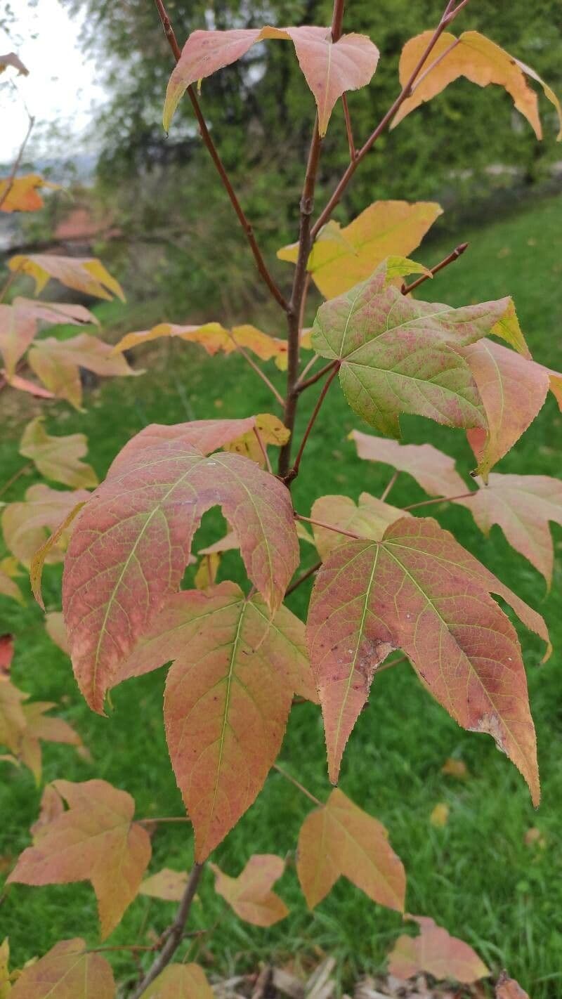 sweet gum 4