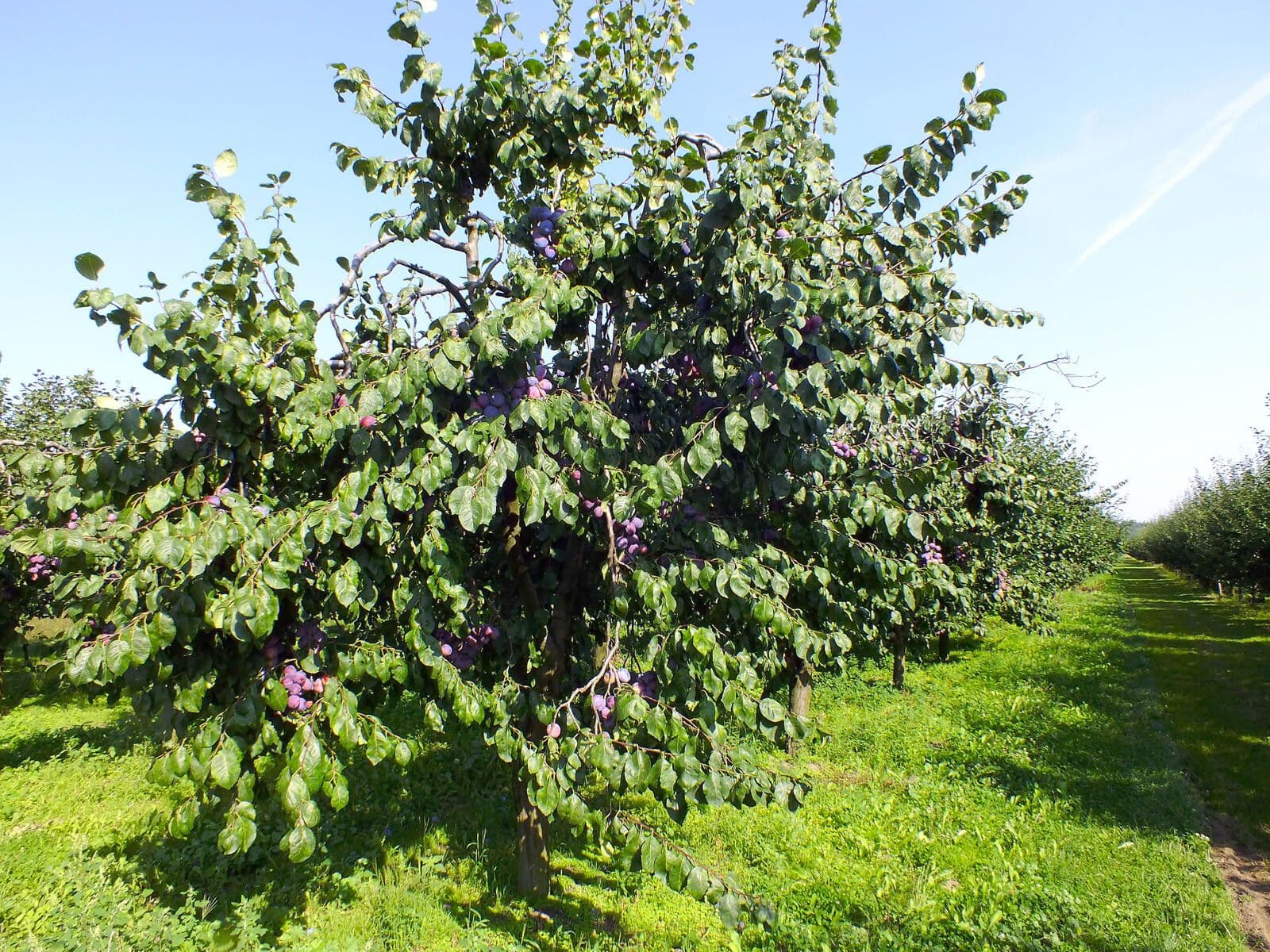 Damson Plum 13