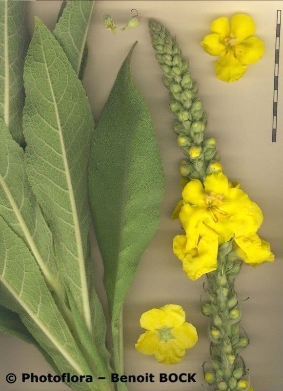 Dense-flower mullein 28
