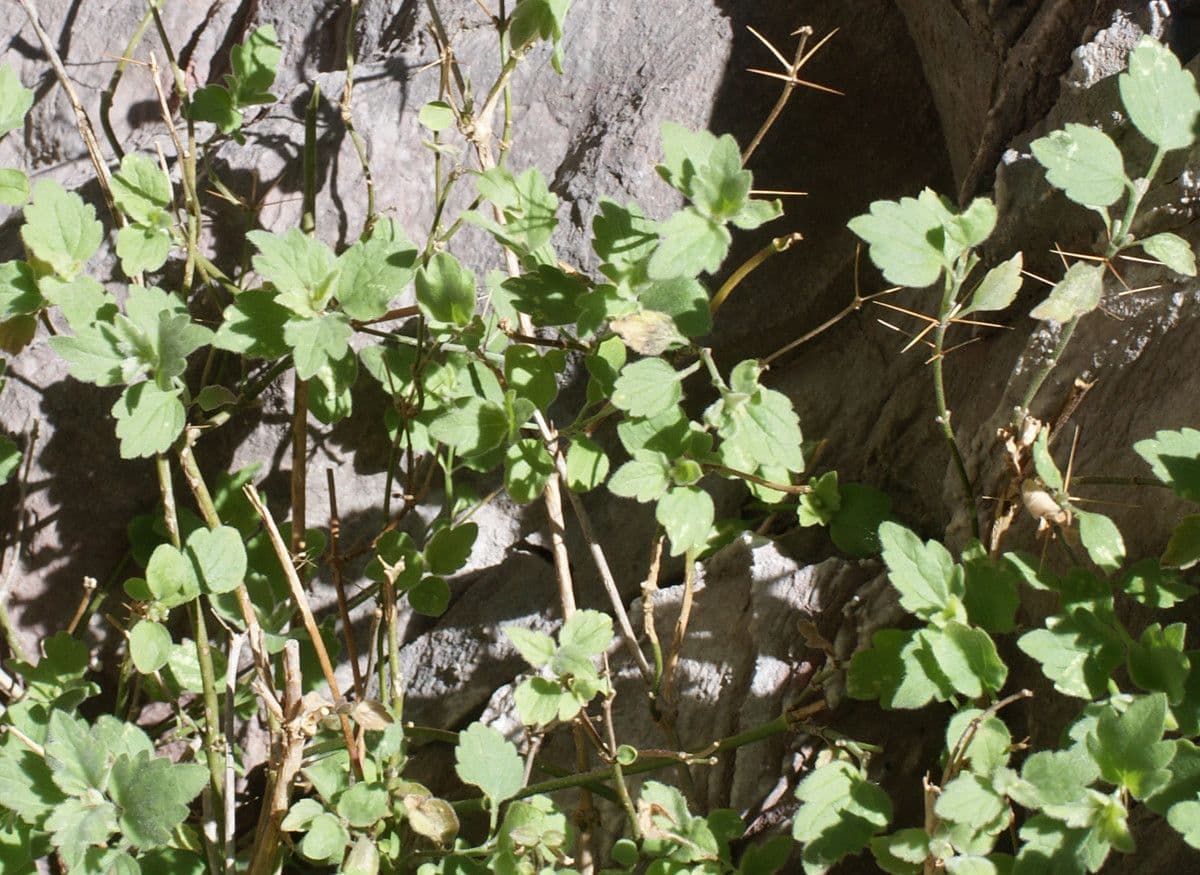 Acanthoprasium 6