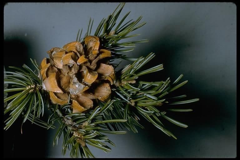 Parry pinyon