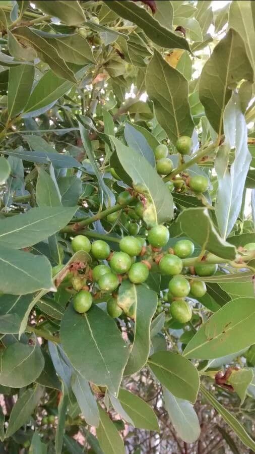 Cherry-laurel 4