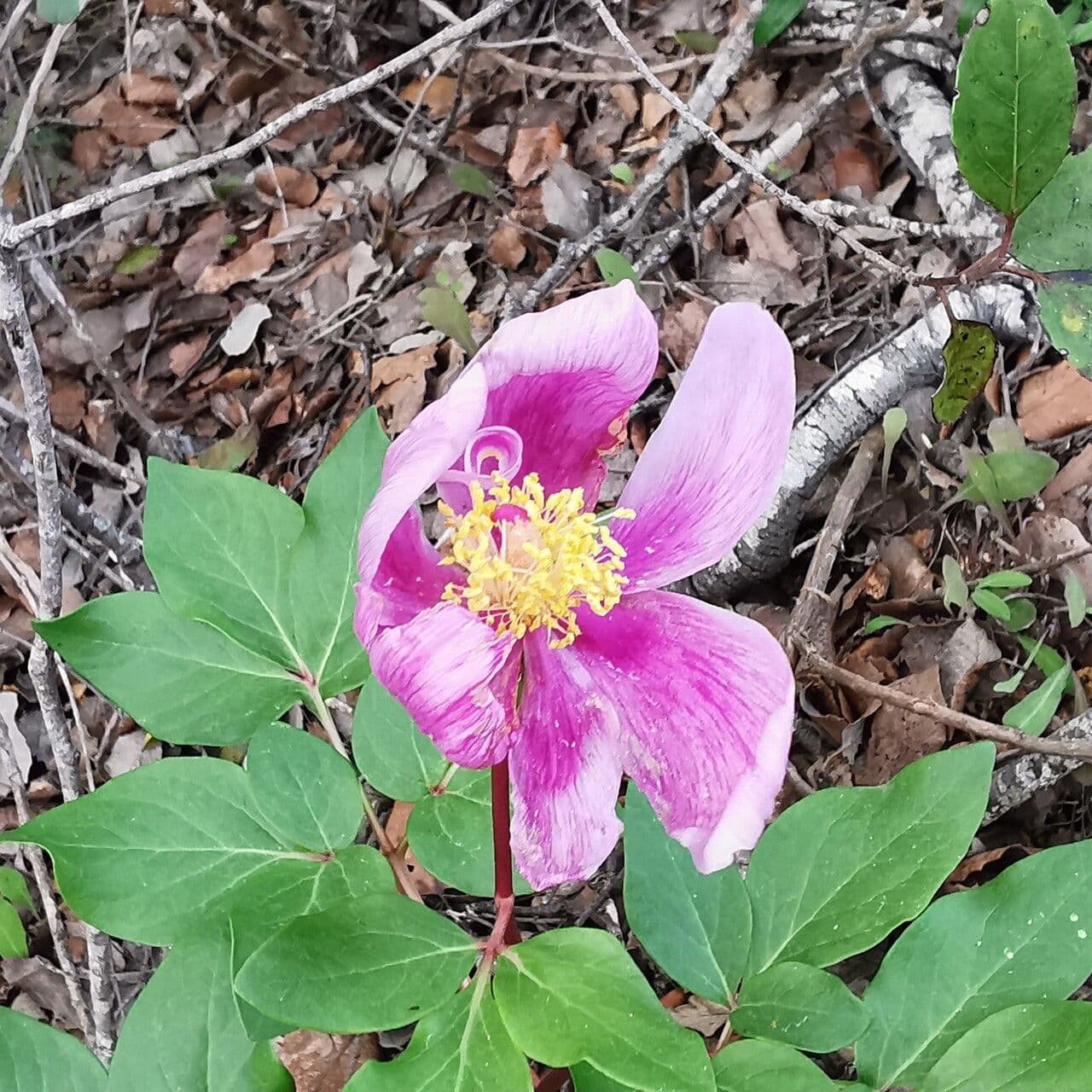 Brotero's peony 4