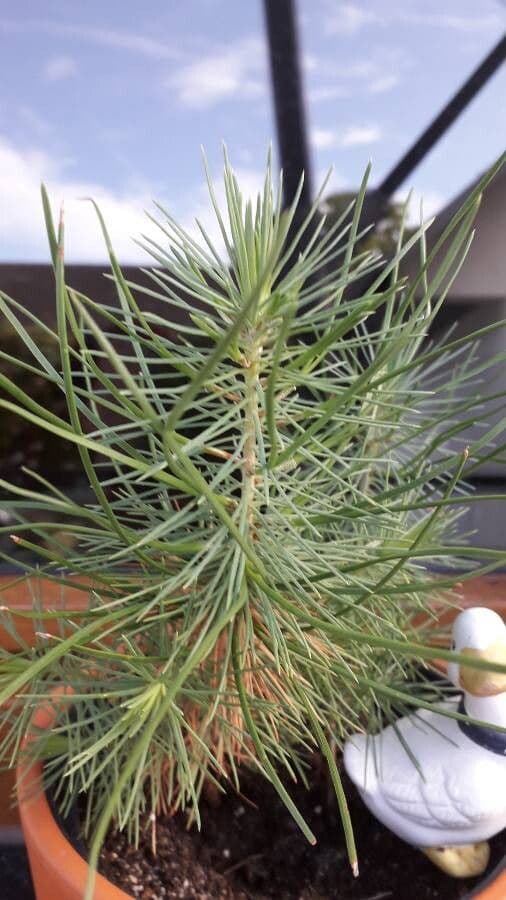 Bigcone pine 11