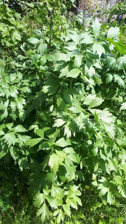 Garden lovage 16