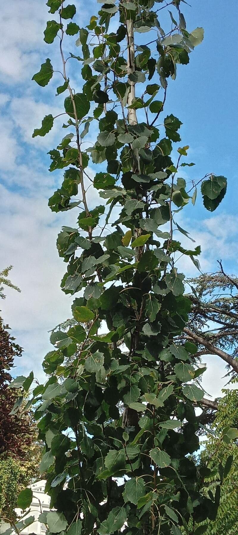 European aspen 12
