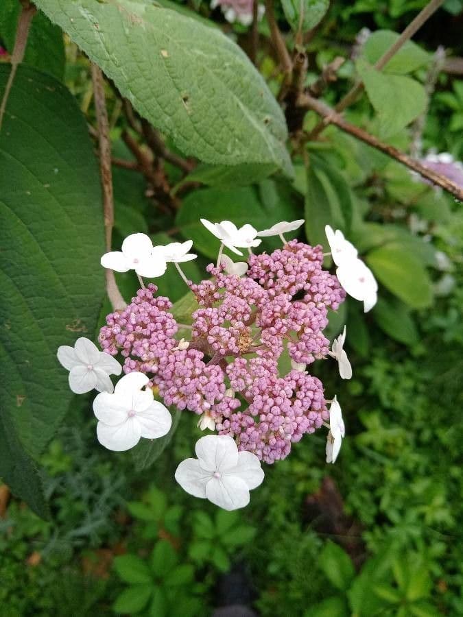 Rough-leaf hydrangea 2