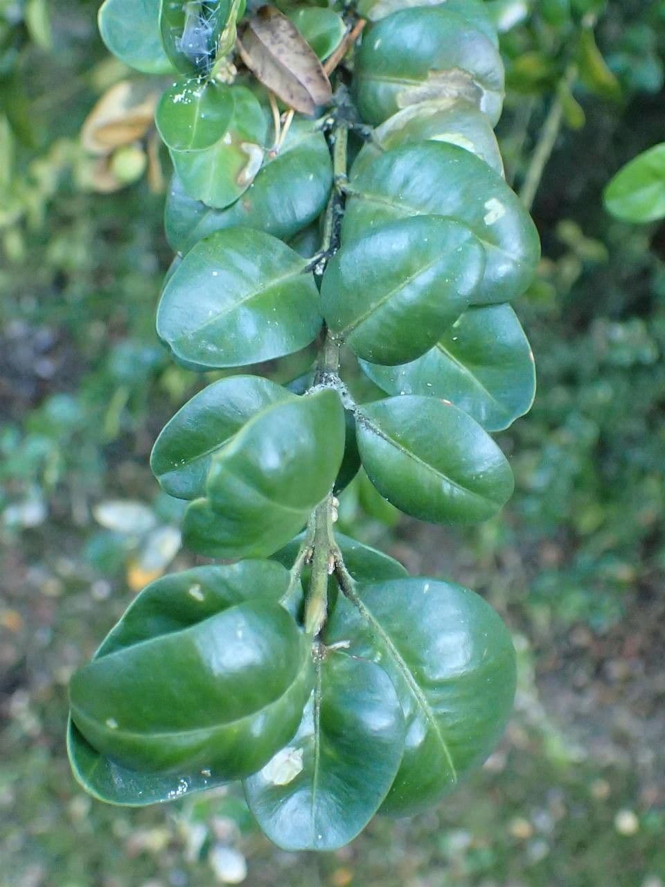 Caucasian boxwood 13