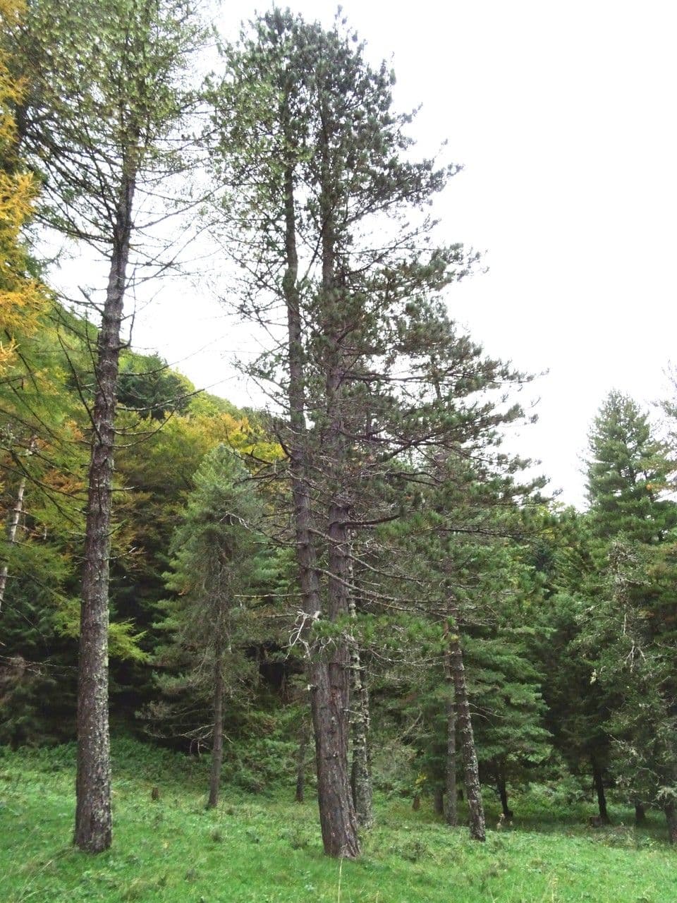 Australian pine 13
