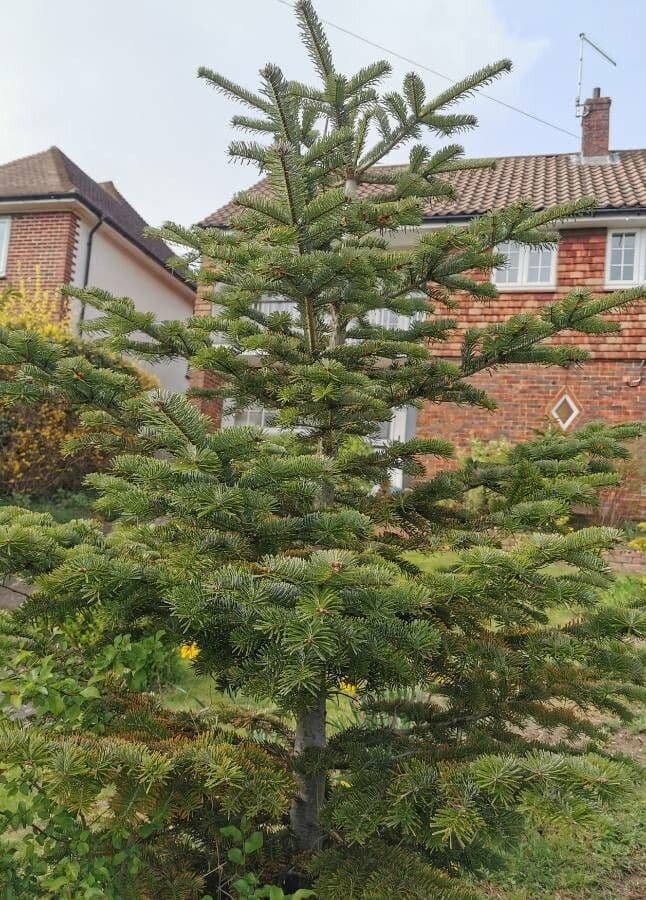 Christmastree 26