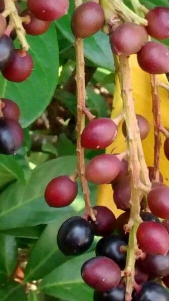 Cherry-laurel 2
