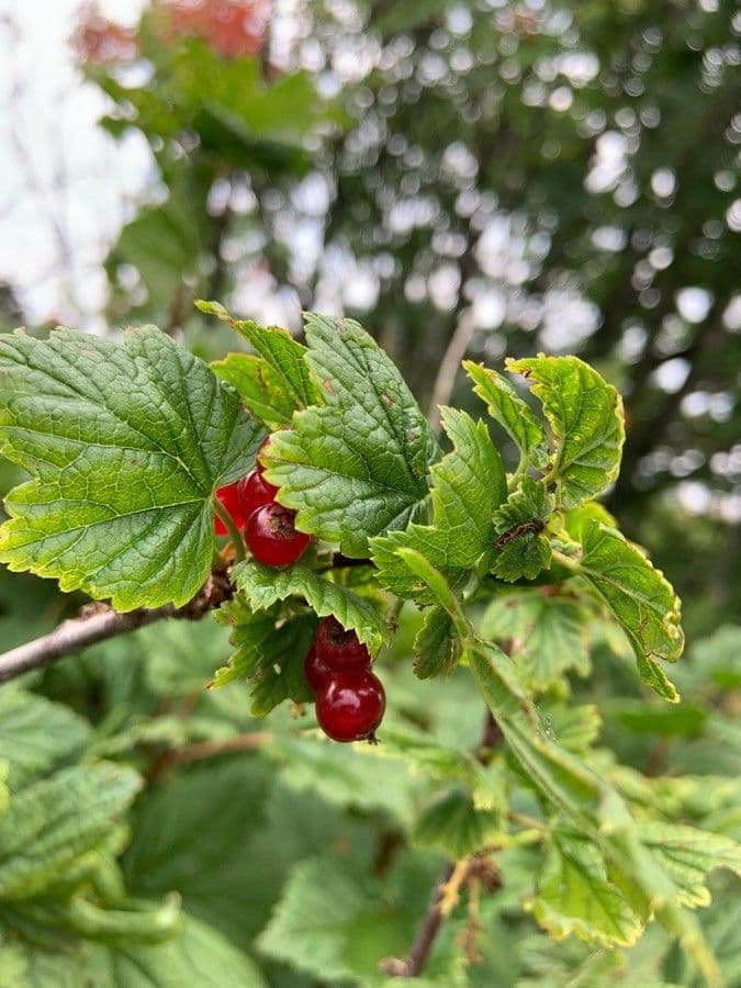 Garden currant 19