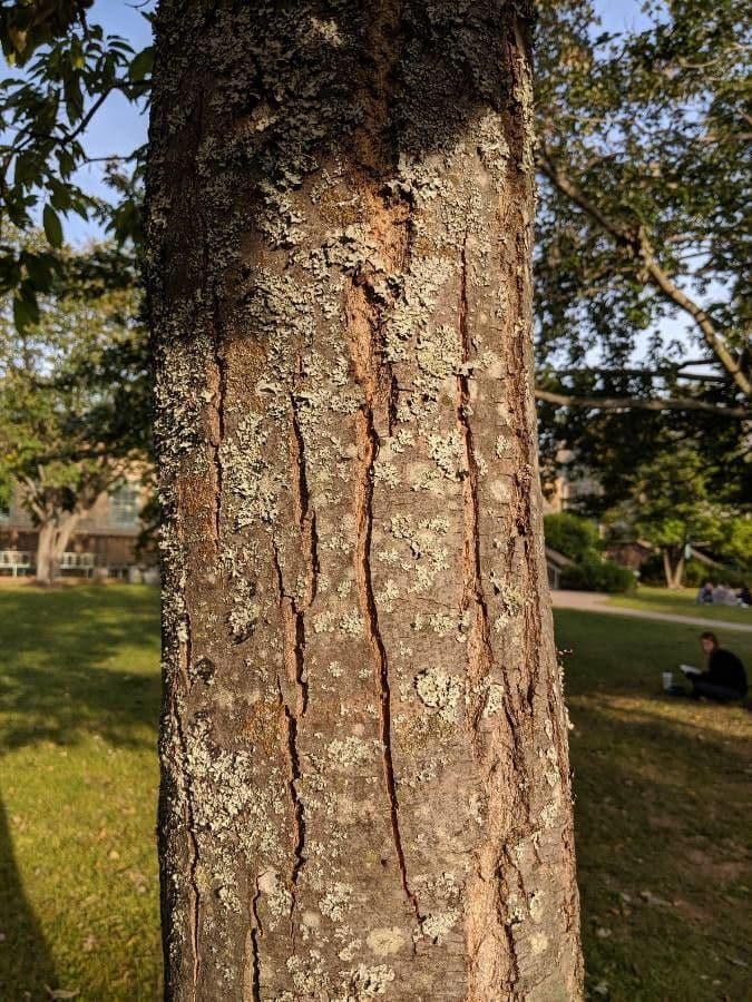 American chestnut 24
