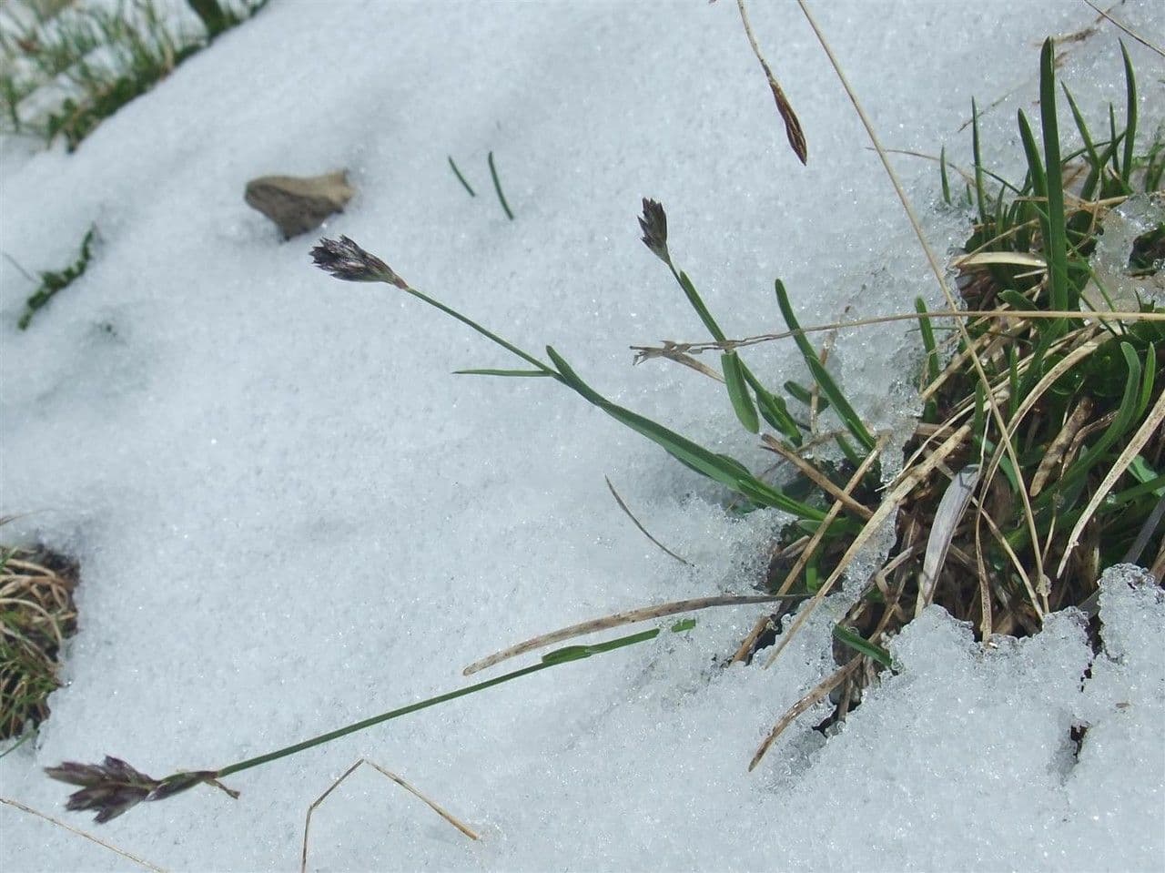 Blue moor grass 13