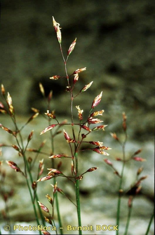 Glaucous Meadow-grass