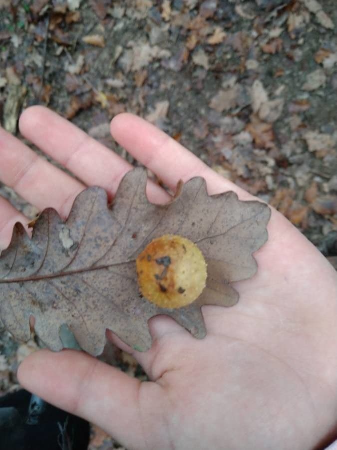 Pedunculate oak 8