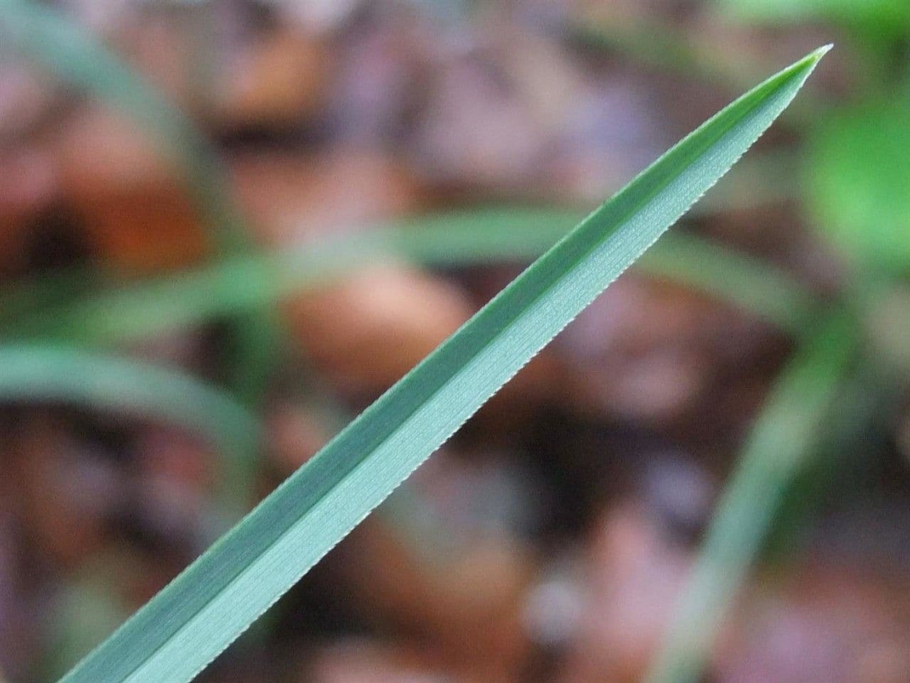 Blue moor grass 19