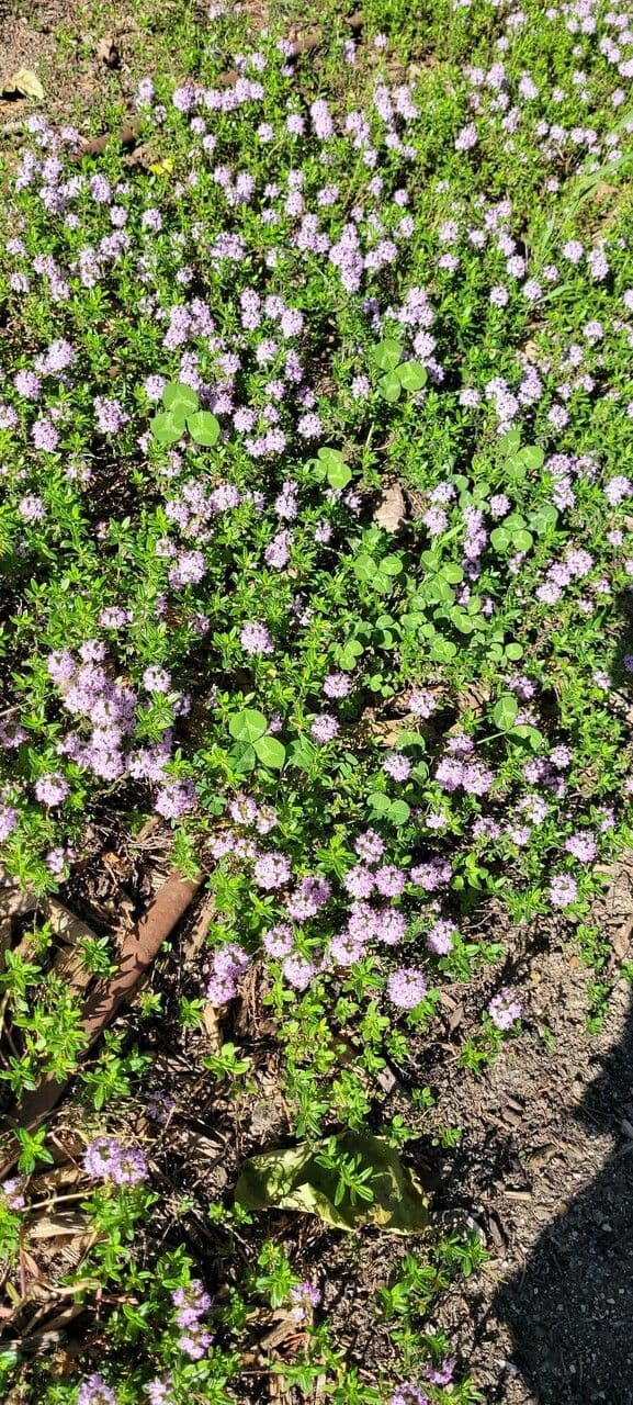 Long-stemmed thyme 16