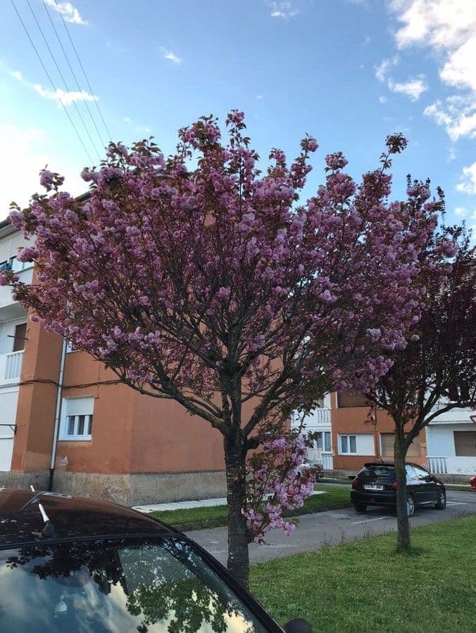 Cherry 15