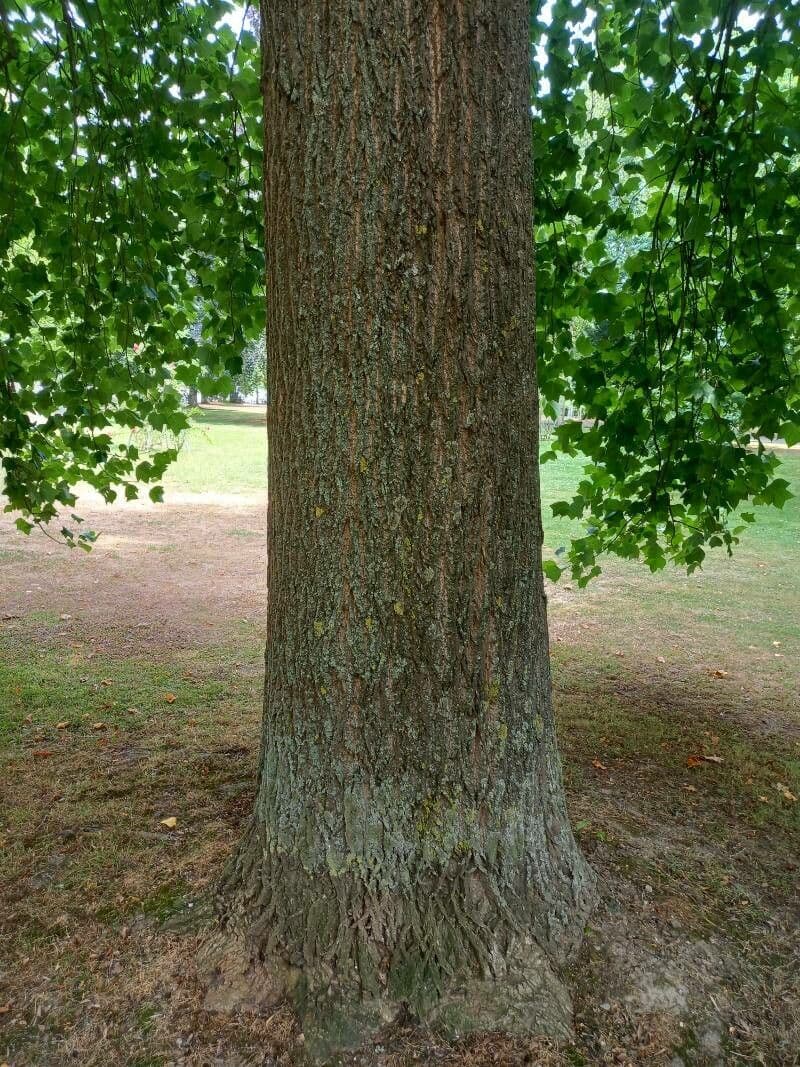 Tulip-poplar 24