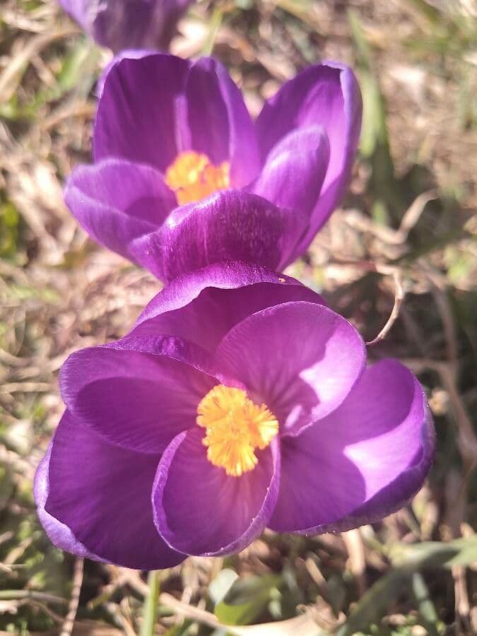Spring crocus 21