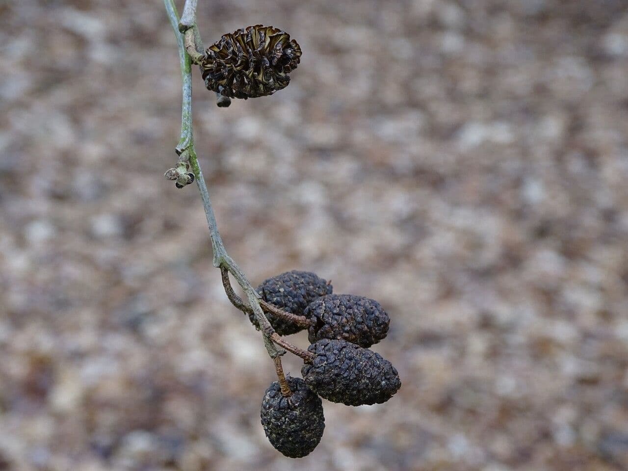 Caucasian alder