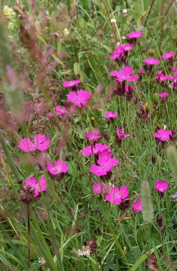 Carthusian pink 13