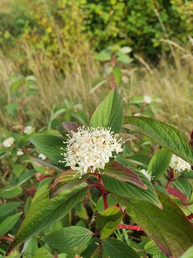 Red-osier dogwood 6