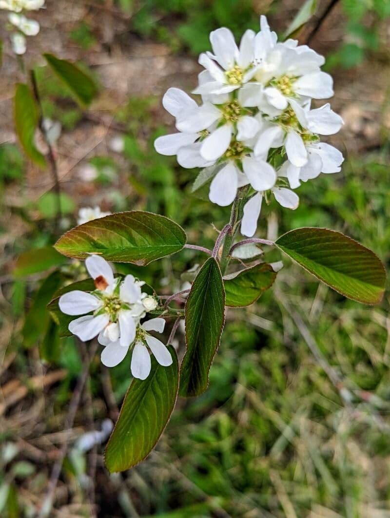 Pacific serviceberry 8
