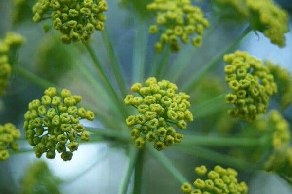 Fennel 9