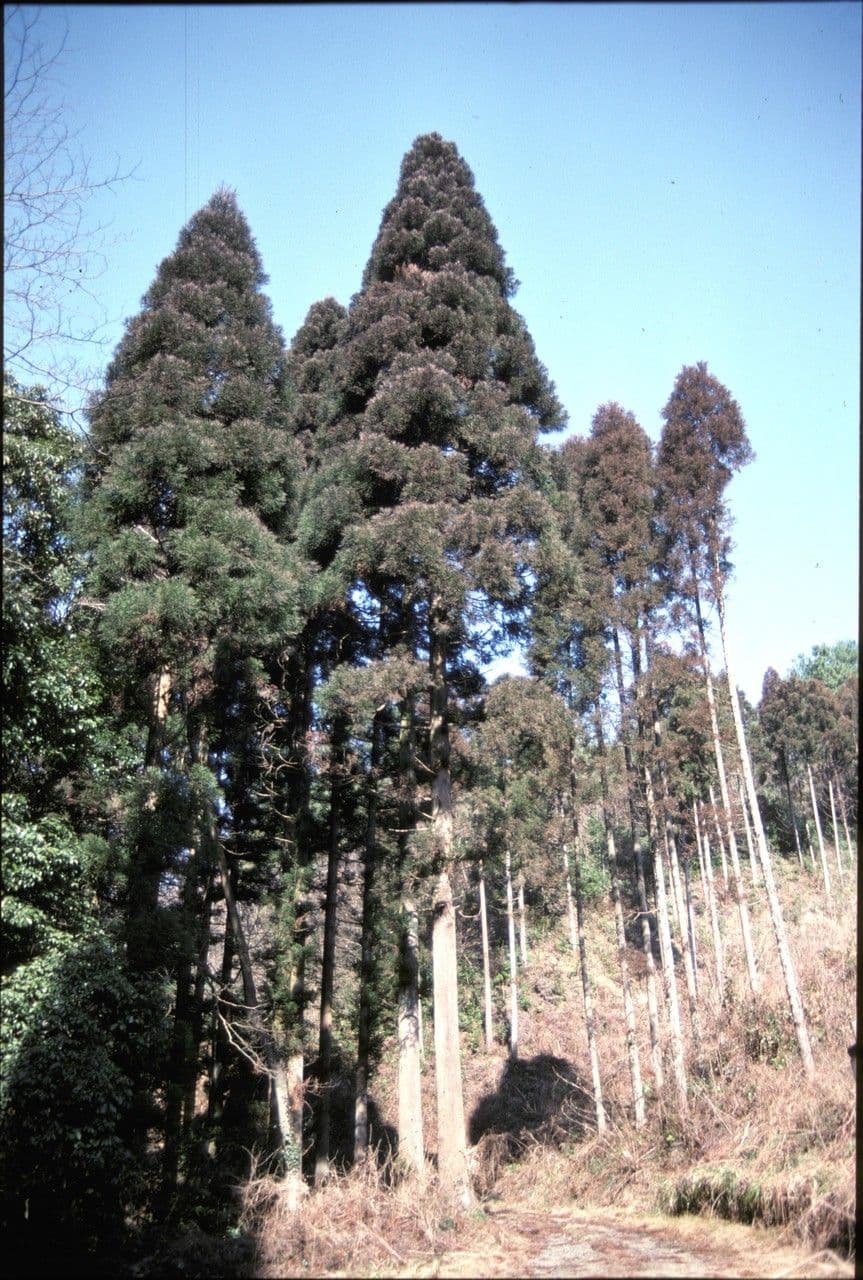 Japanese red-cedar 11
