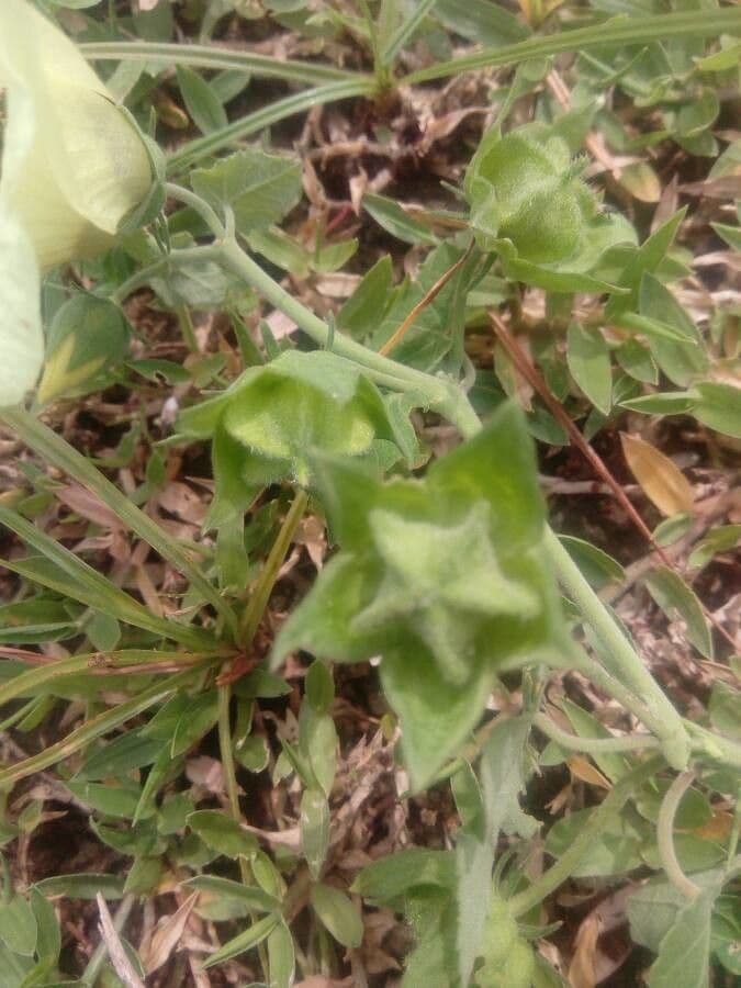 Okra 26