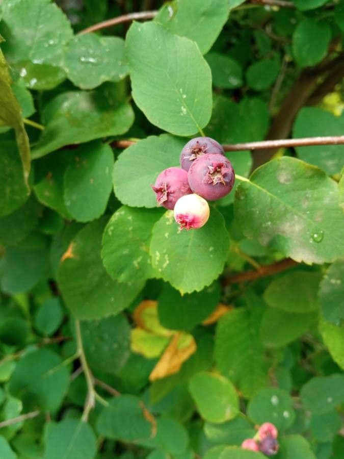 Pacific serviceberry 5