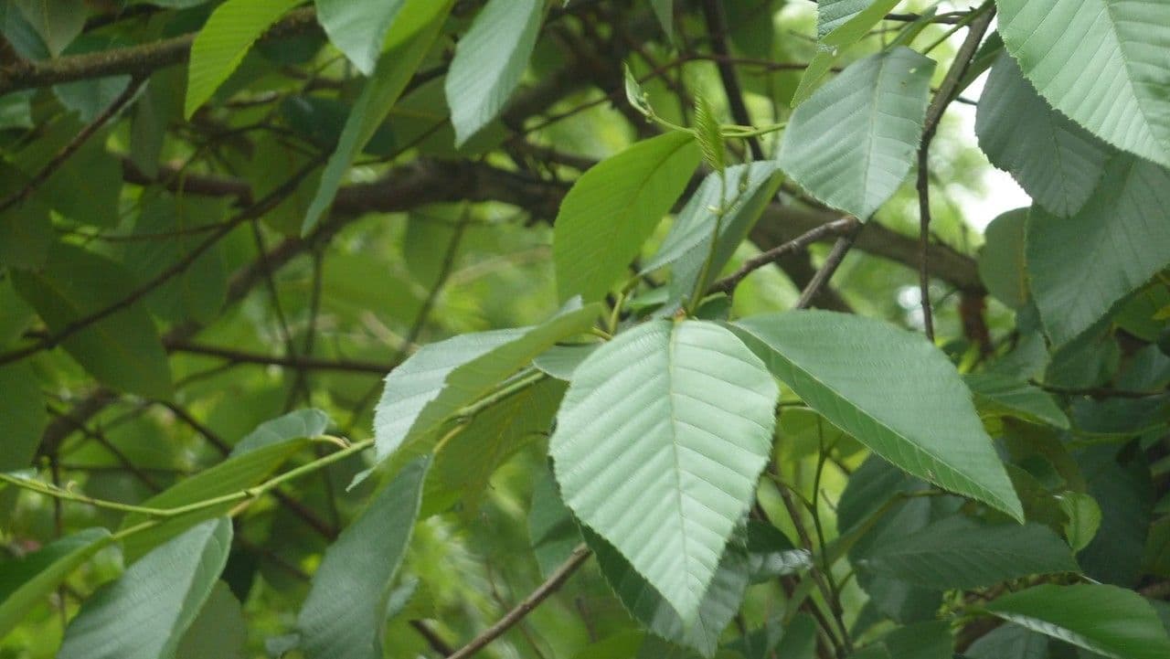 Andean alder 8