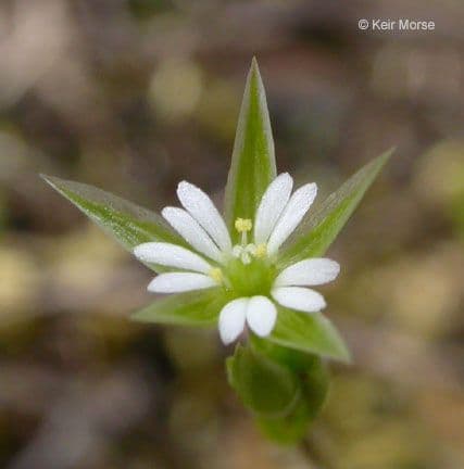 Shining starwort 2