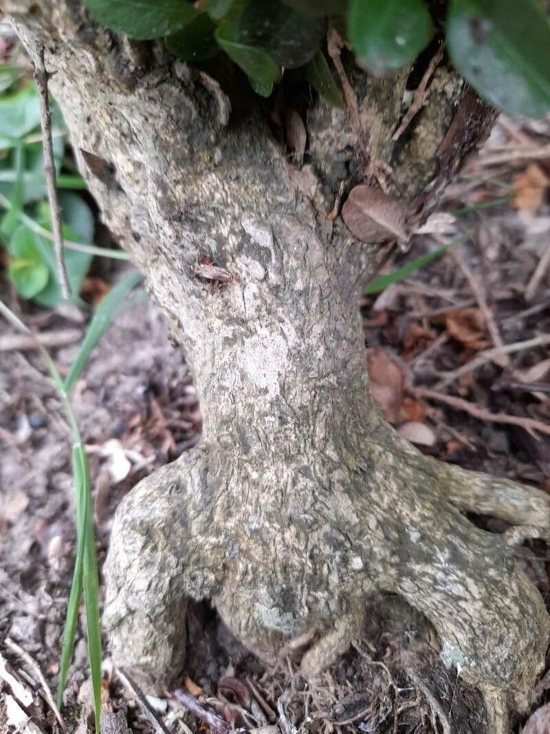 Caucasian boxwood 24