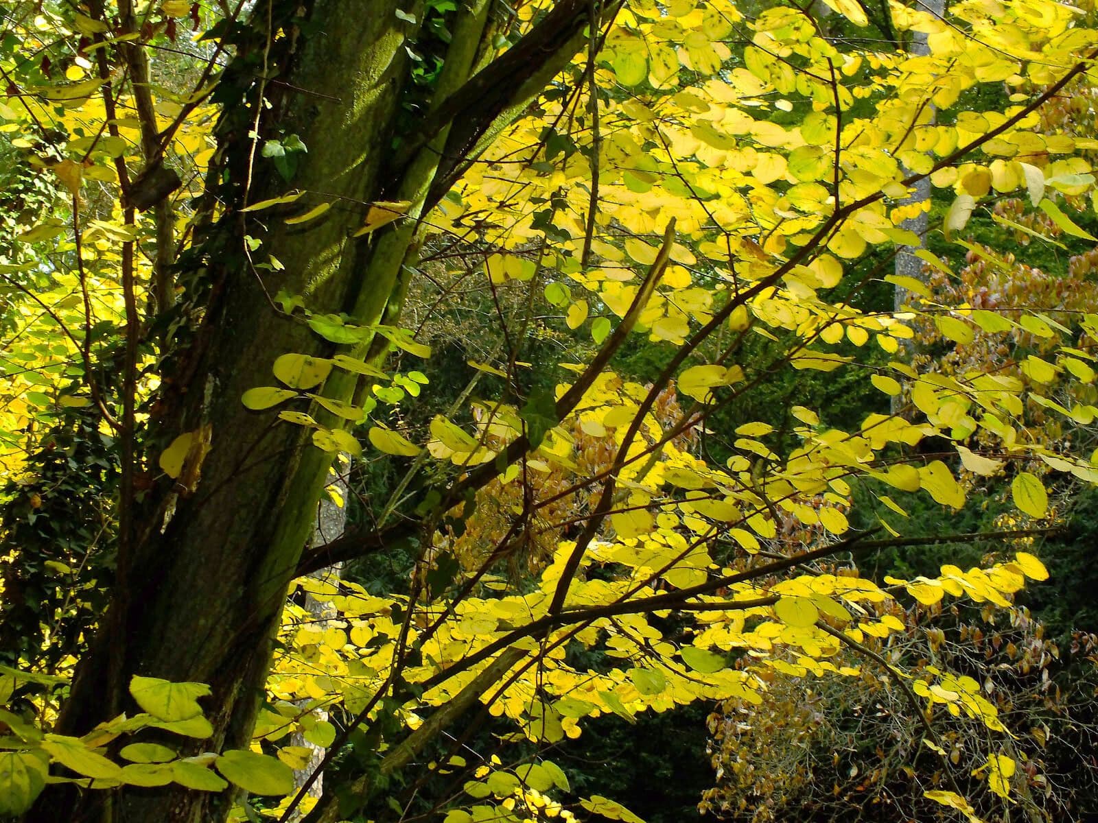 Katsura tree 16