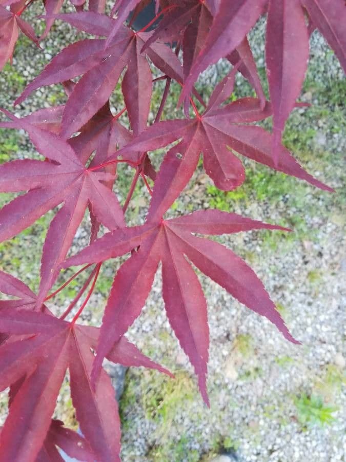 Japanese Maple 18