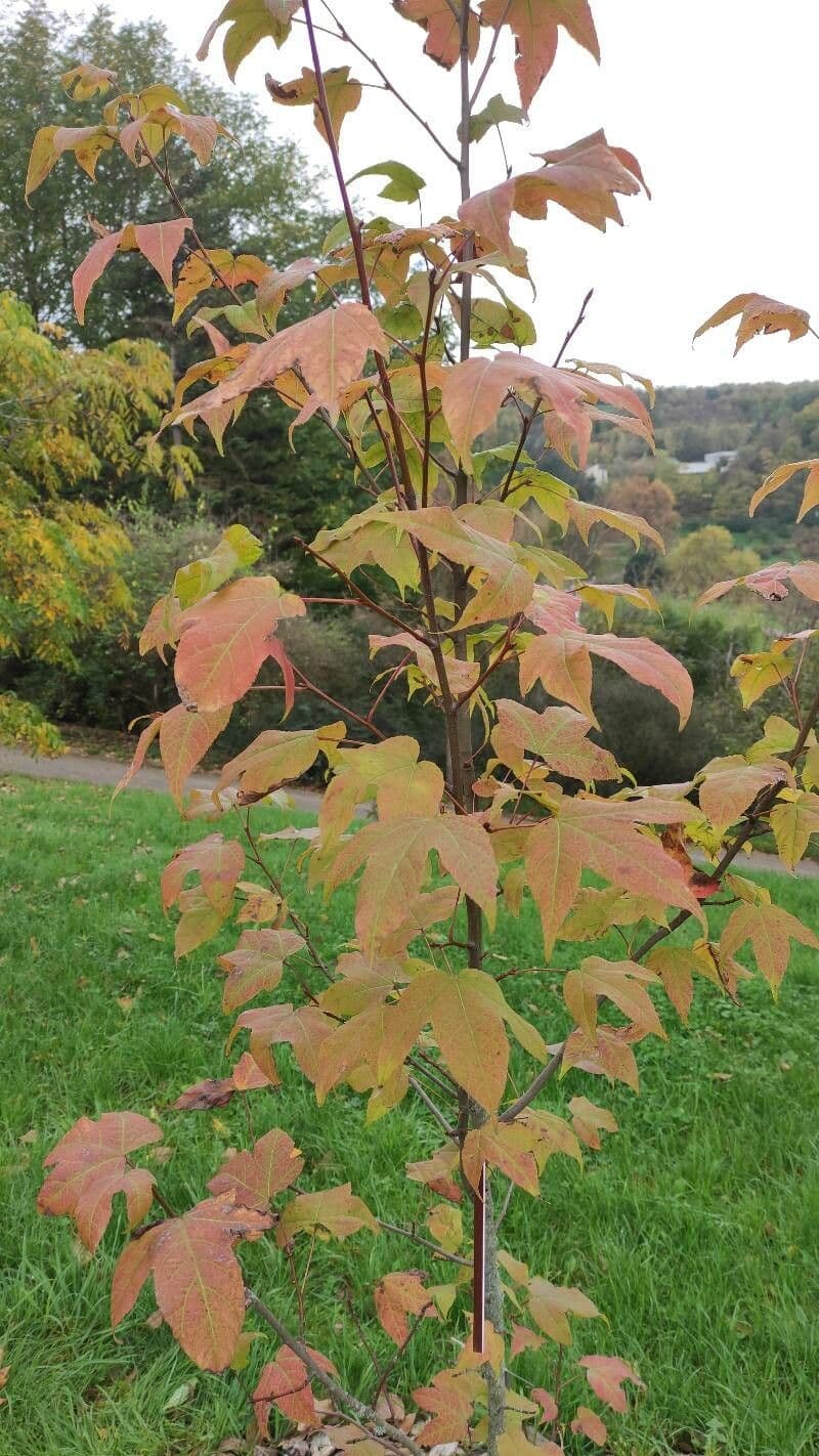 sweet gum