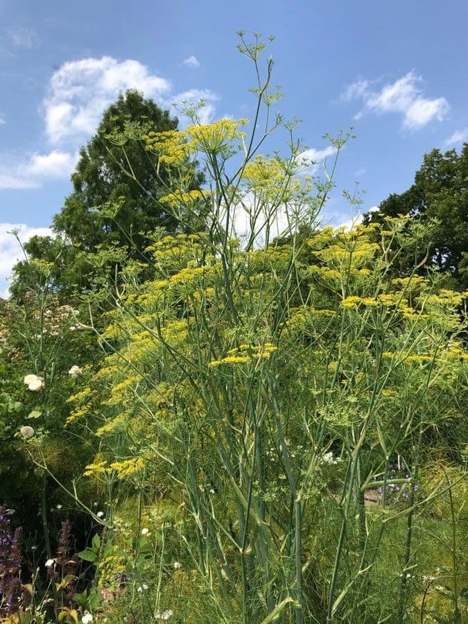 Fennel 12