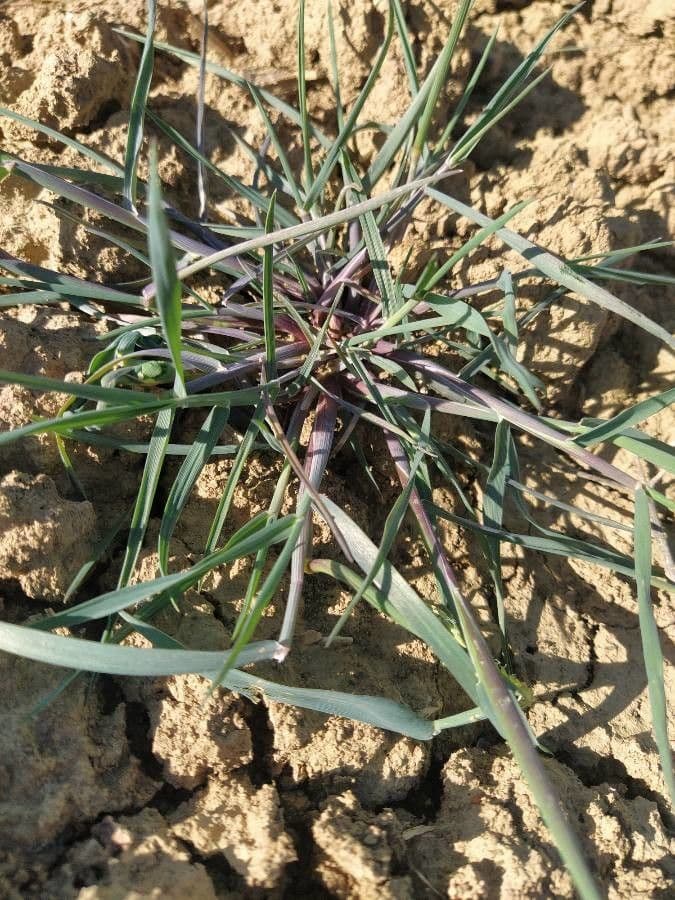 Glaucous Meadow-grass 15